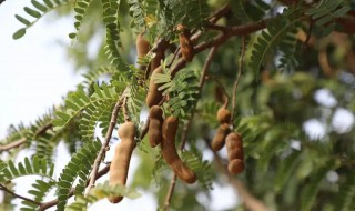 甜角树在北方能种植吗 甜角树怎么栽培