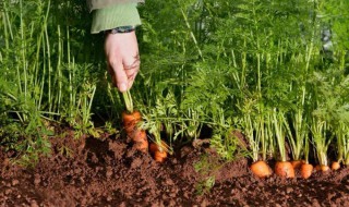 菜种播种方法 菜头播种方法