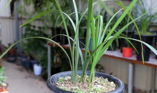 秋芝兰花种植方法 秋芝怎么栽培