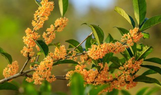 桂花树种子播种方法视频 桂花树种子播种方法