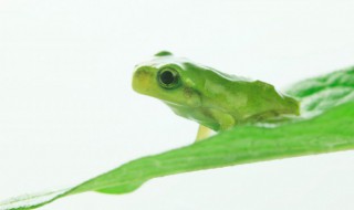 野生牛蛙是保护动物吗 牛蛙是保护动物吗