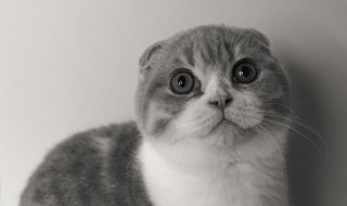黑足猫是保护动物吗 猫是保护动物吗