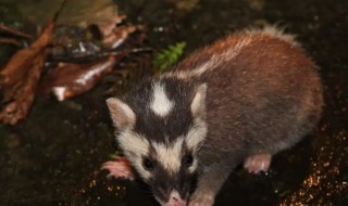 鱼鳅猫是保护动物吗 泥鳅猫是保护动物吗