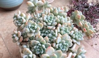 多肉植物劳尔怎么养 多肉劳尔怎么养才好看