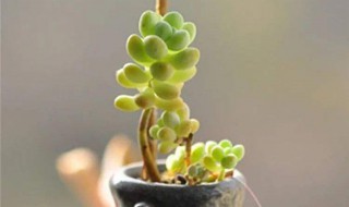 多肉植物叶子变软了怎么回事 多肉叶片变软怎么办
