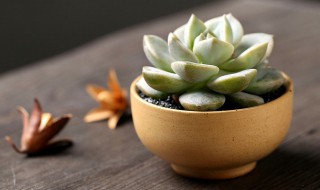 多肉植物长毛了怎么办 多肉长毛了是怎么回事