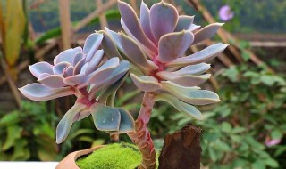 多肉分支怎么种植步骤 多肉的分枝怎么处理