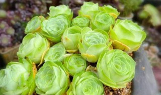 多肉植物山地玫瑰怎么繁殖 多肉山地玫瑰怎么繁殖