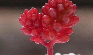 红色浆果多肉植物怎么养 红色浆果多肉怎么浇水
