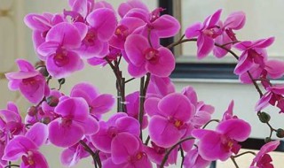 蝴蝶兰开花期间可以施肥吗 蝴蝶兰长花苞期可不可以施肥