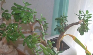 多肉植物越长越高怎么办 多肉越长越高怎么办