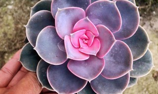 多肉植物红心莲怎么养 红心莲多肉怎么养