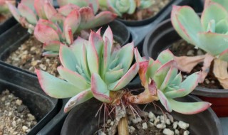 多肉里白色的虫子怎么办 多肉有白色虫子怎么办