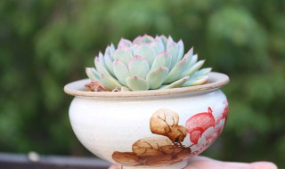 多肉植物虎鲸如何养 多肉虎鲸怎么繁殖