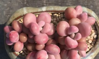 夏天桃蛋多肉怎么养 桃蛋多肉怎么养