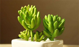 多肉底部长侧芽怎么办 多肉长侧芽了怎么处理