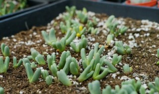 多肉植物缓释肥怎么用 多肉缓释肥怎么用
