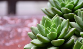 多肉植物一帆风顺繁殖 多肉一帆风顺怎么繁殖