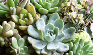 怎样种植多肉蜜桃武仙座 蜜桃武仙座多肉怎么养
