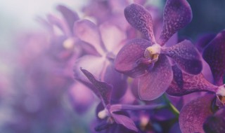 换盆后兰花多久进入正常养护 兰花换盆后多久算是服盆了