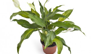 如何养好一帆风顺植物 如何养好一帆风顺
