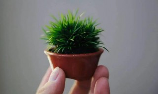 怎么养石菖蒲 如何养好菖蒲