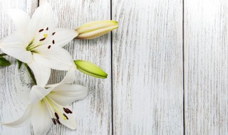 百合花是几月份 百合花的花期在几月份