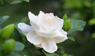 栀子花 几月份 栀子花的花期在几月份
