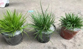 虎须菖蒲用什么土 如何养好虎须菖蒲