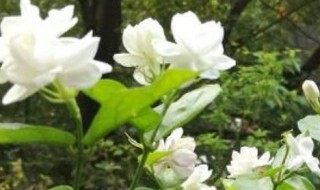 茉莉花如何养 如何养好茉莉