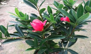 四季杜鹃红山茶 夏季如何养好四季杜娟红山茶