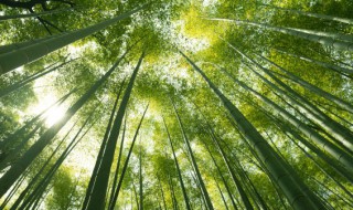 红竹怎样养 如何养好红尾竹