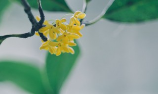 怎么养好桂花树 如何养好桂花树
