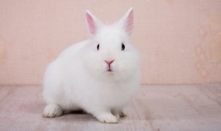 怎样养宠物兔子才能把兔子养好 如何养好一只兔子