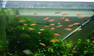 养热带鱼水变浑怎么办 如何养好刚浮化出小热带鱼
