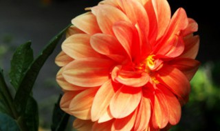 如何养月季花盆栽 如何可养好月季花