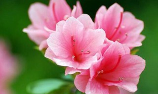 怎样养好杜鹃花 如何养好杜鹃花