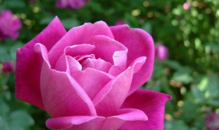月季花养护 如何养好月季花