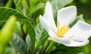 栀子花花骨朵怎么养 如何养好栀子花的花骨朵
