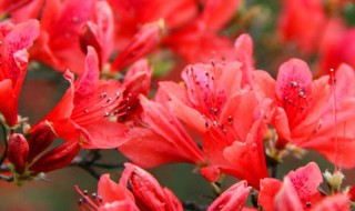 如何养好月季花 如何养好月季