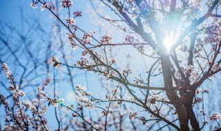 院子里种什么树最旺风水财富 家里院子种什么树招财又旺宅