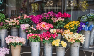 北方室外四季常开的花 北方室内四季常开的花