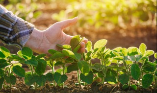 金钗石斛怎么种植方法 金钗石斛怎么种植