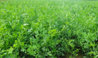 防风种植技术 防风怎么种植