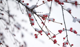 梦见白雪是什么预兆 梦见白雪是什么意思