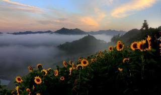 向日葵是什么时候种的什么时候开花 向日葵是什么时候种的