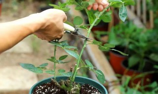 裸根月季的栽植方法 月季裸根地栽种植注意什么