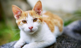 嘴炮式养猫的意思 嘴炮式养猫是什么意思