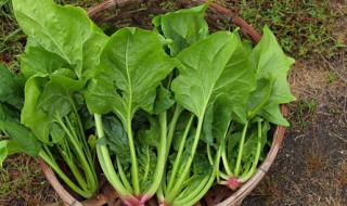 菠菜种子冷冻催芽 菠菜种子冰箱催芽方法