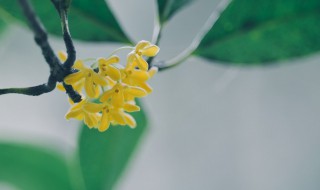 四季桂花养植方法 如何养好四季桂花